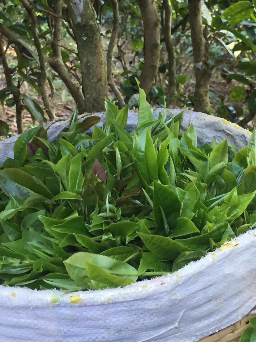 2021年巴達(dá)山章朗古樹秋茶多少錢一公斤？