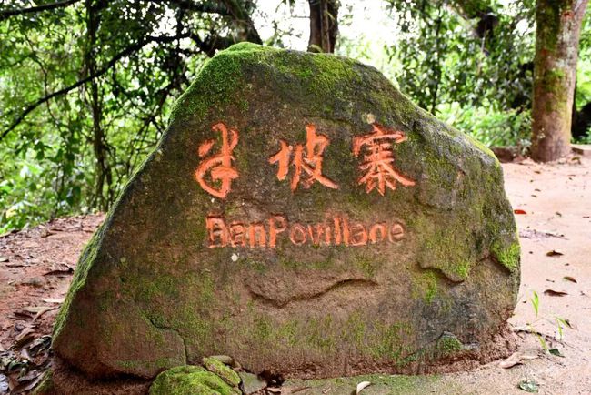 2021年南糯山半坡老寨古樹秋茶口感？