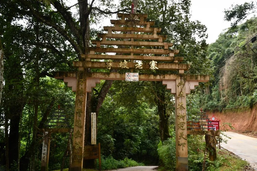 2021年南糯山半坡老寨古樹秋茶特點(diǎn)？