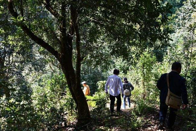 2021年南糯山拔瑪老寨古樹秋茶特點是什么？