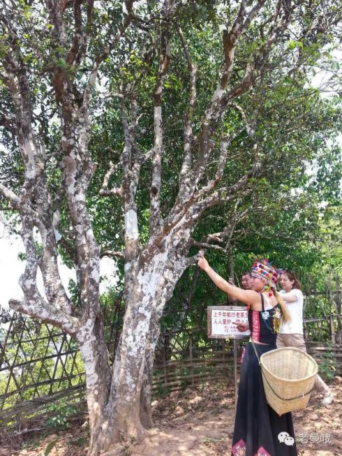 2021年帕沙古樹秋茶價格是多少？