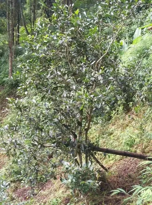 2022年須立貢茶古茶山詳解！