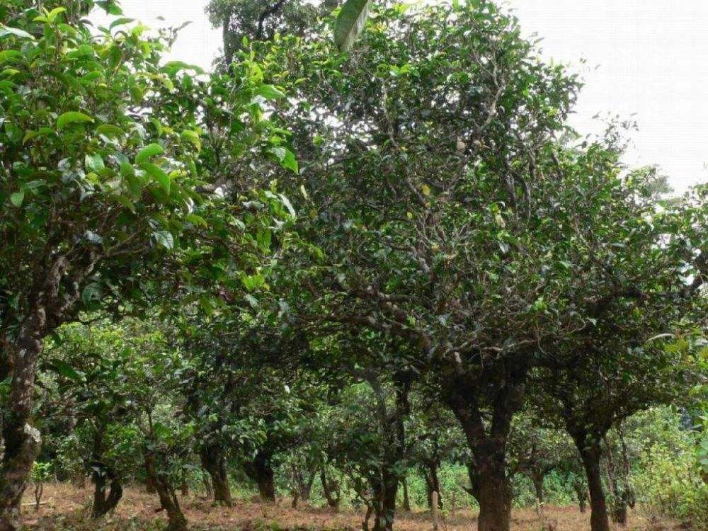 2022年須立貢茶為何備受皇室青睞!揭秘！