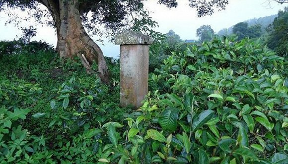 2022年迷帝古樹春茶價格？