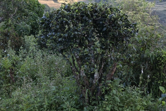 2022年迷帝古樹春茶，這里的茶 皇帝都著迷