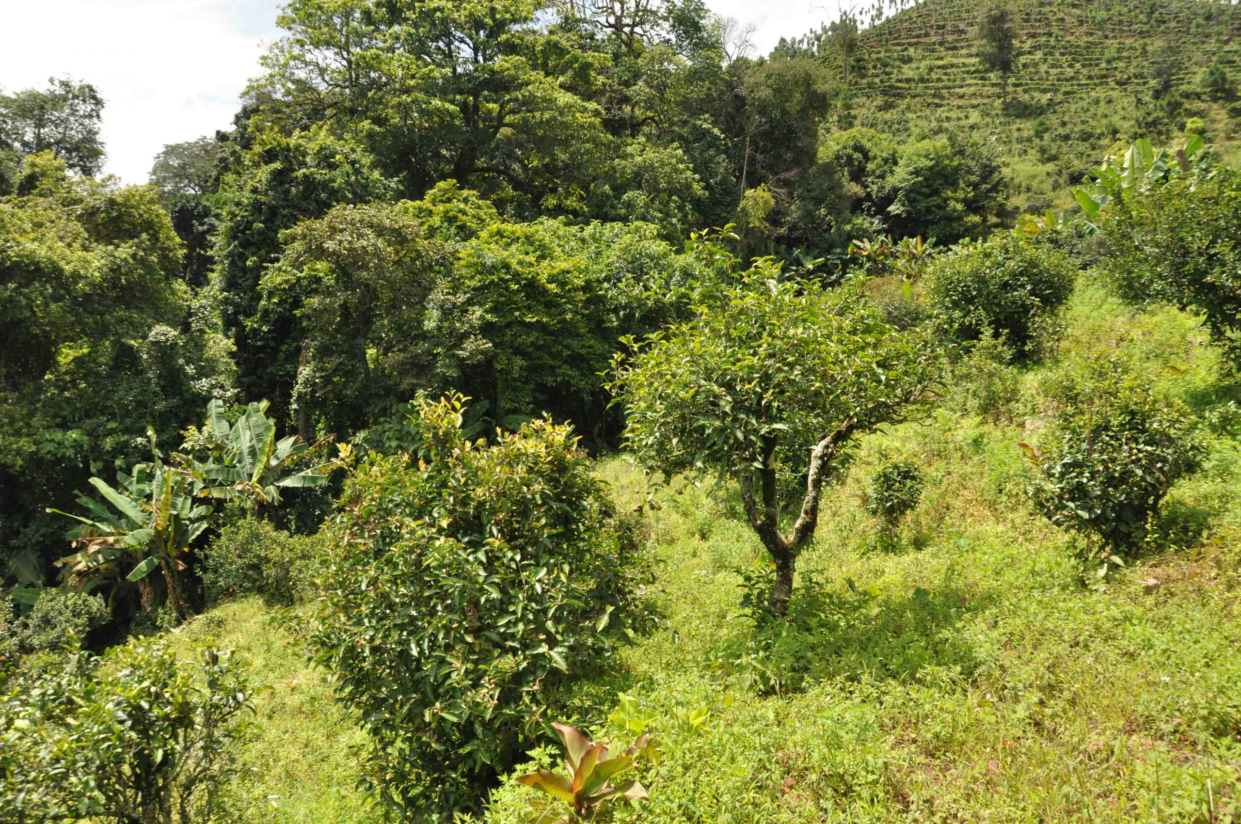 2022年墨江鳳凰窩古樹春茶特點(diǎn)是什么？