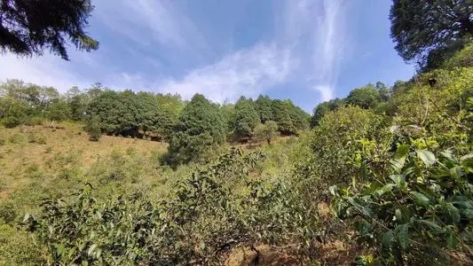 2022年墨江鳳凰窩古樹春茶口感是什么？