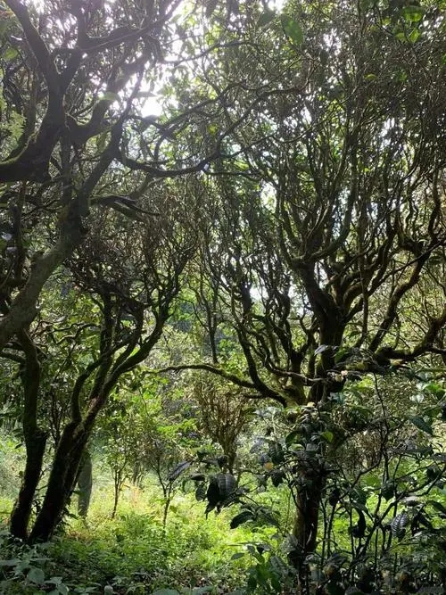 2022年墨江鳳凰窩古樹春茶多少錢一公斤？