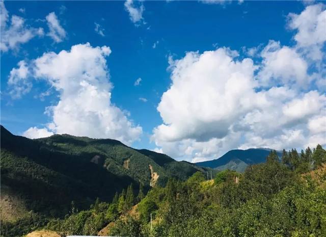 2022年景谷黃草壩古樹(shù)春茶多少錢一公斤？