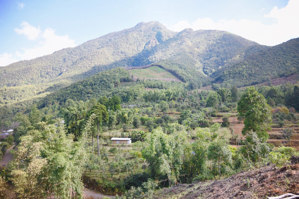 2022年景谷黃草壩古樹(shù)春茶價(jià)格？