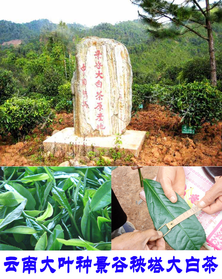 2022年景谷秧塔古樹(shù)春茶口感是什么？