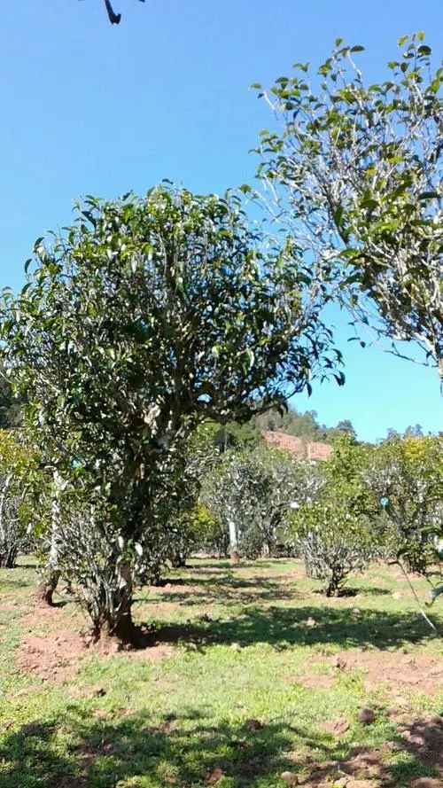 2022年景谷秧塔古樹(shù)春茶價(jià)格是多少？