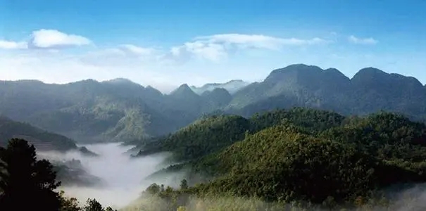 2022年景谷苦竹山古樹(shù)春茶口感？