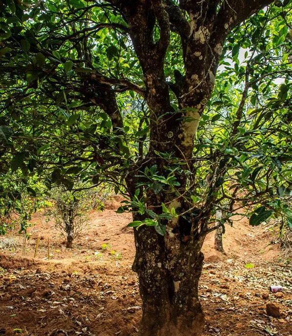 2022年景谷苦竹山古樹(shù)春茶特點(diǎn)是什么？