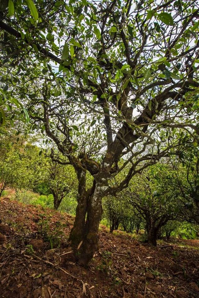 2022年景谷苦竹山古樹春茶多少錢一公斤？