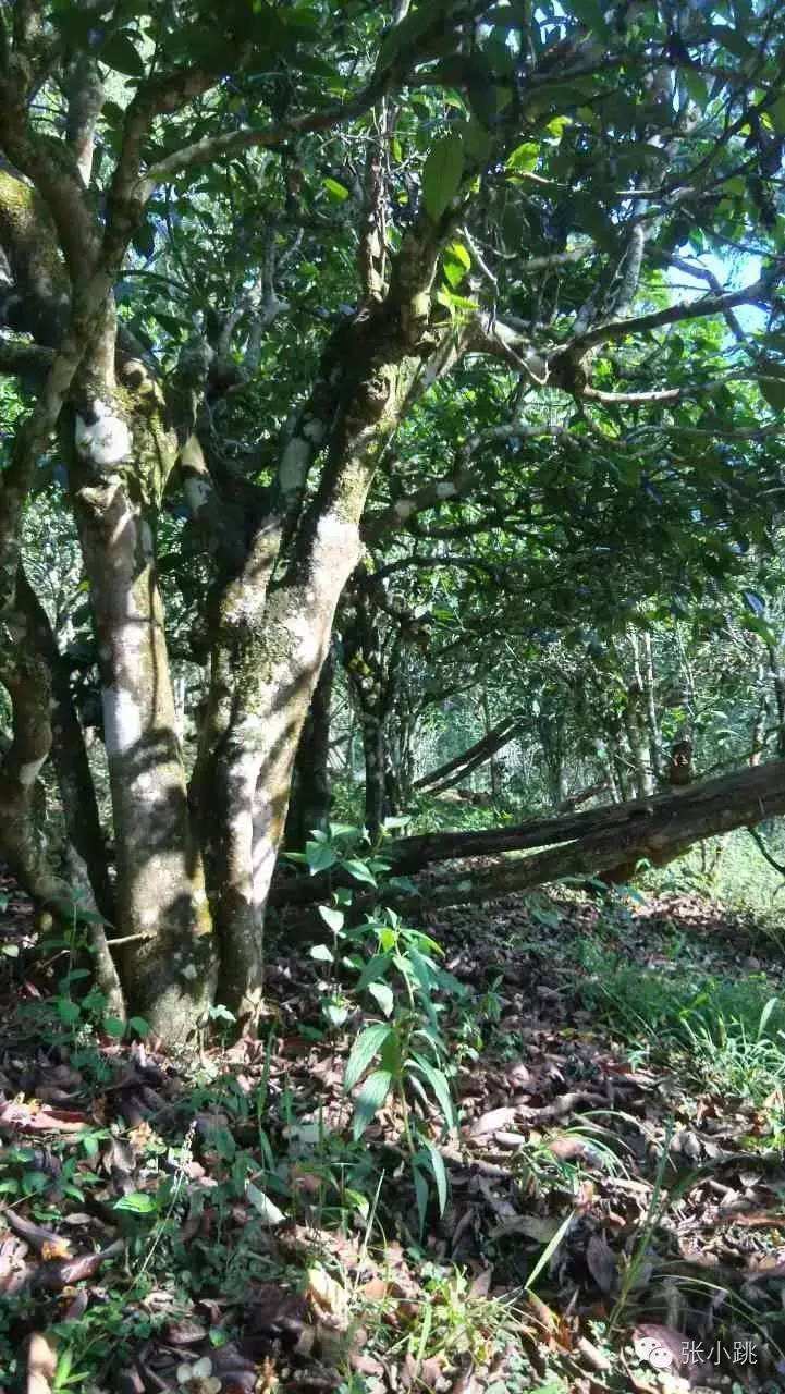 2022年景谷苦竹山古樹(shù)春茶價(jià)格多少？