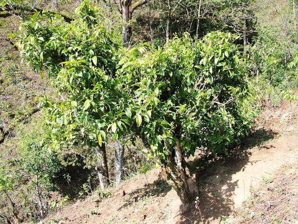 2022年景東御筆古茶山古樹(shù)春茶特點(diǎn)？