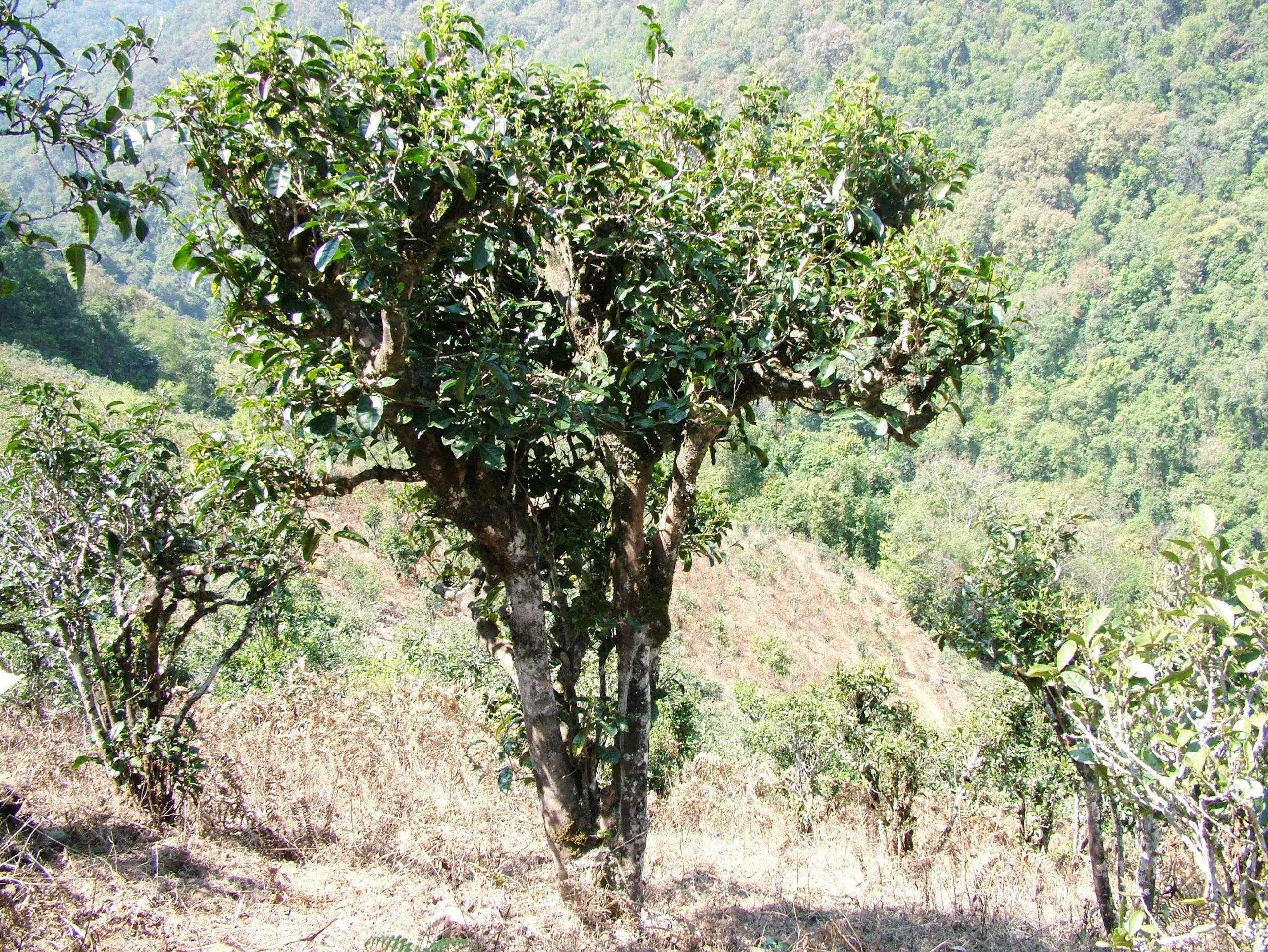 2022年景東御筆古樹(shù)春茶口感是什么？