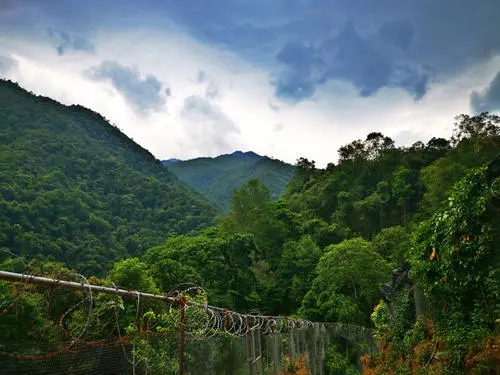 2022年景東御筆古樹(shù)春茶價(jià)格多少？