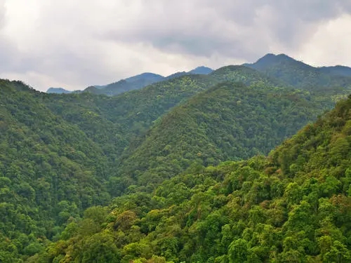 2022年無(wú)量山古樹(shù)春茶迎春“綻放”！