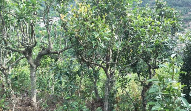 2022年景東金鼎古樹(shù)春茶口感特點(diǎn)？