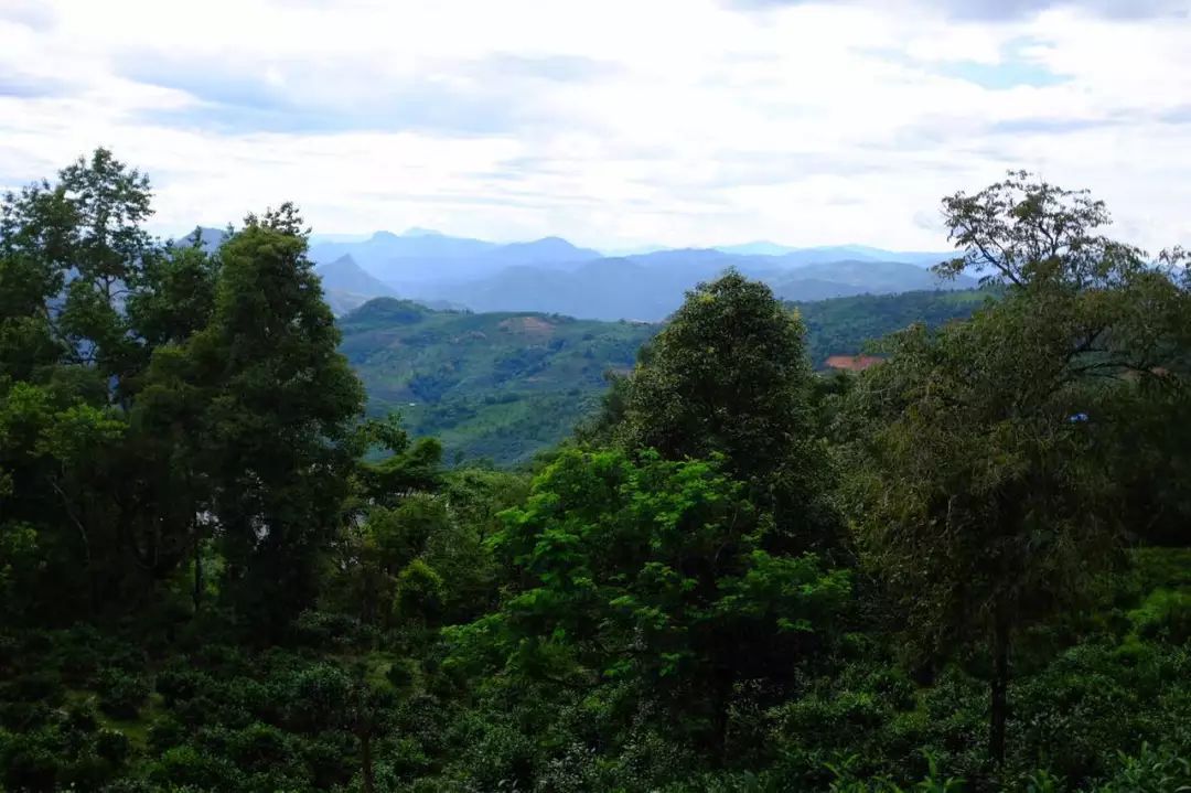 2022年景東祭茶祖 迎春茶，古樹春茶多少錢一公斤？