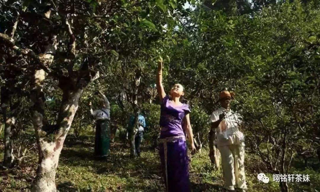 2022年鎮(zhèn)沅爺號(hào)大爺馬鄧古樹春茶特點(diǎn)？