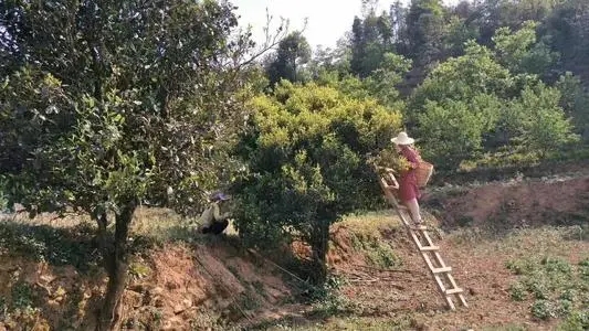 2022年鎮(zhèn)沅馬鄧古樹春茶口感是什么？