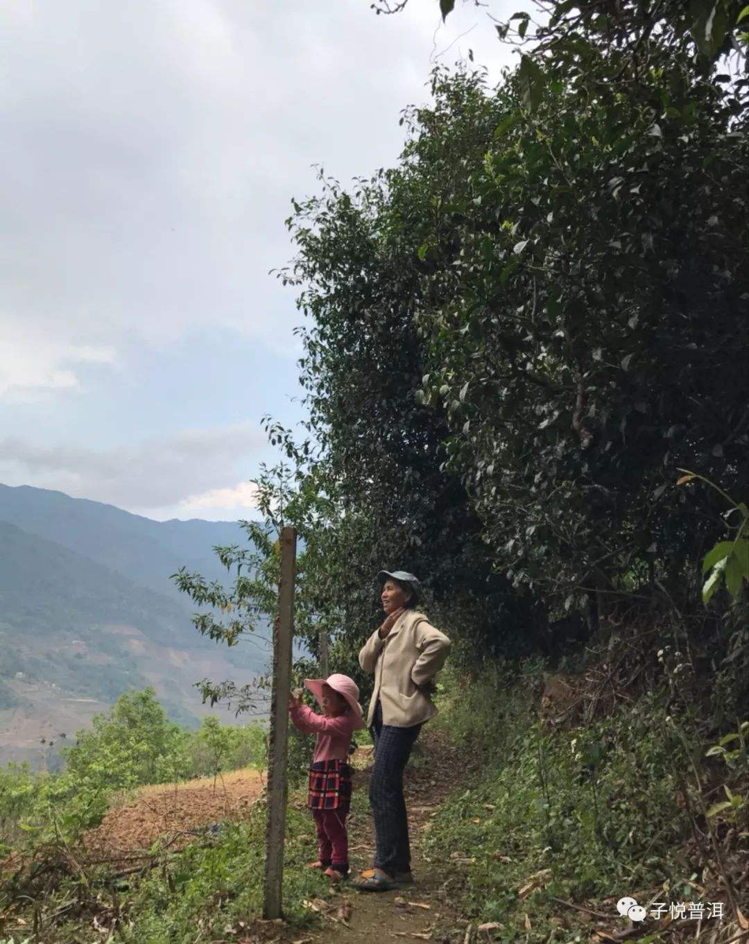 2022年鎮(zhèn)沅馬鄧古樹春茶多少錢一公斤？