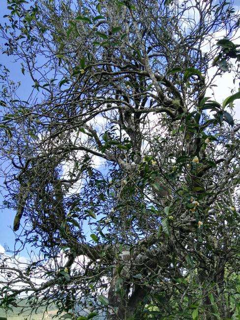 2022年鎮(zhèn)沅老海塘古樹春茶特點(diǎn)？