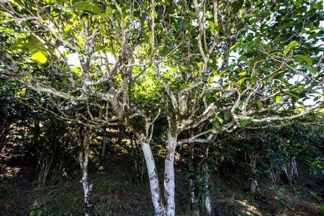 2022年鎮(zhèn)沅老海塘古樹春茶價(jià)格？