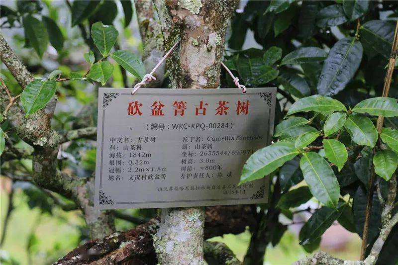 2022年鎮(zhèn)沅砍盆箐古樹春茶價(jià)格？