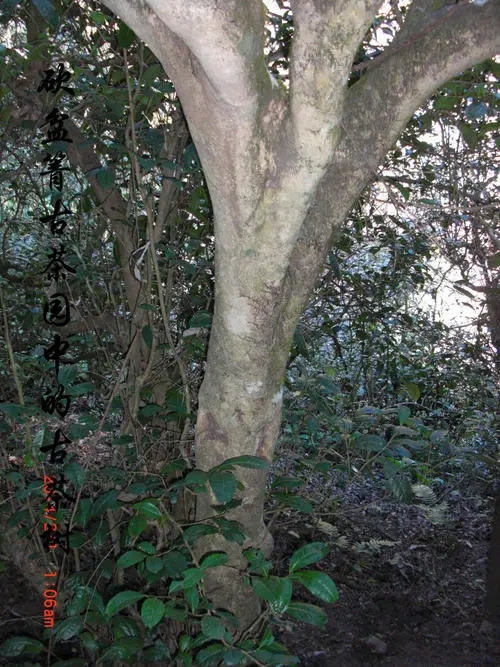 2022年鎮(zhèn)沅砍盆箐古樹春茶多少錢一公斤？