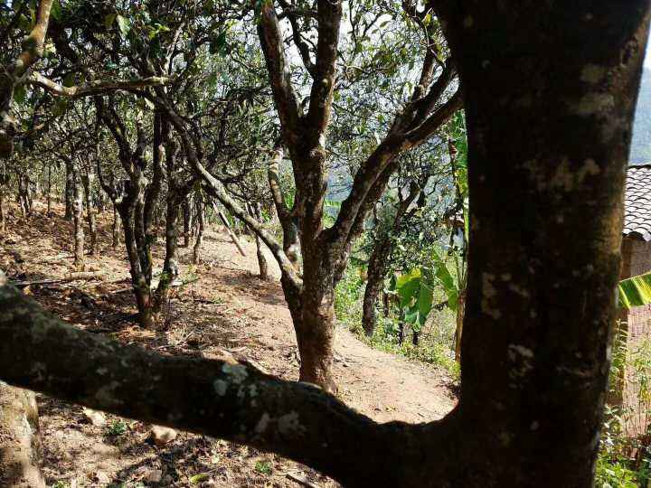 2022年鎮(zhèn)沅打筍山古樹(shù)春茶多少錢(qián)一公斤？