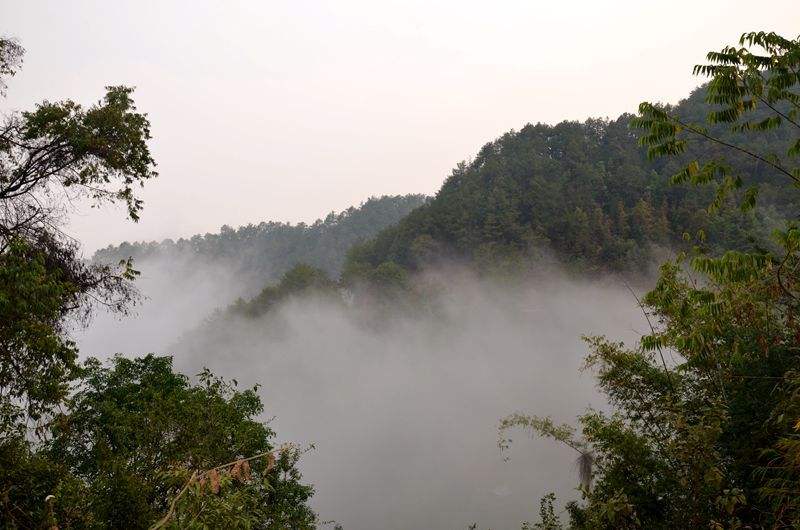 2022年鎮(zhèn)沅老烏山古樹(shù)春茶多少錢(qián)一公斤？