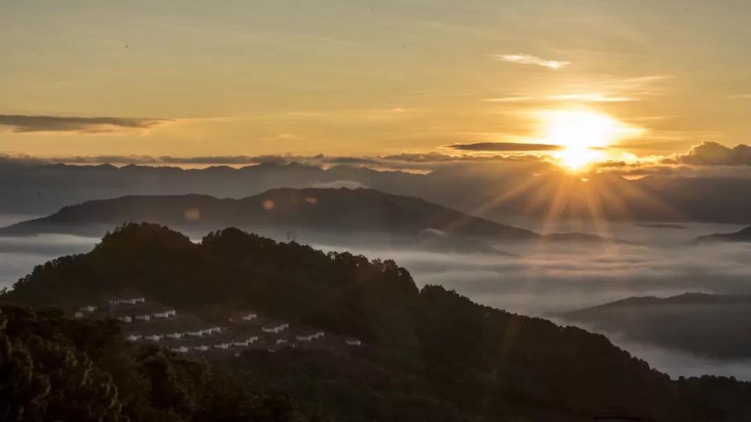 2022年別樣的味道，鎮(zhèn)沅老烏山古樹(shù)春茶