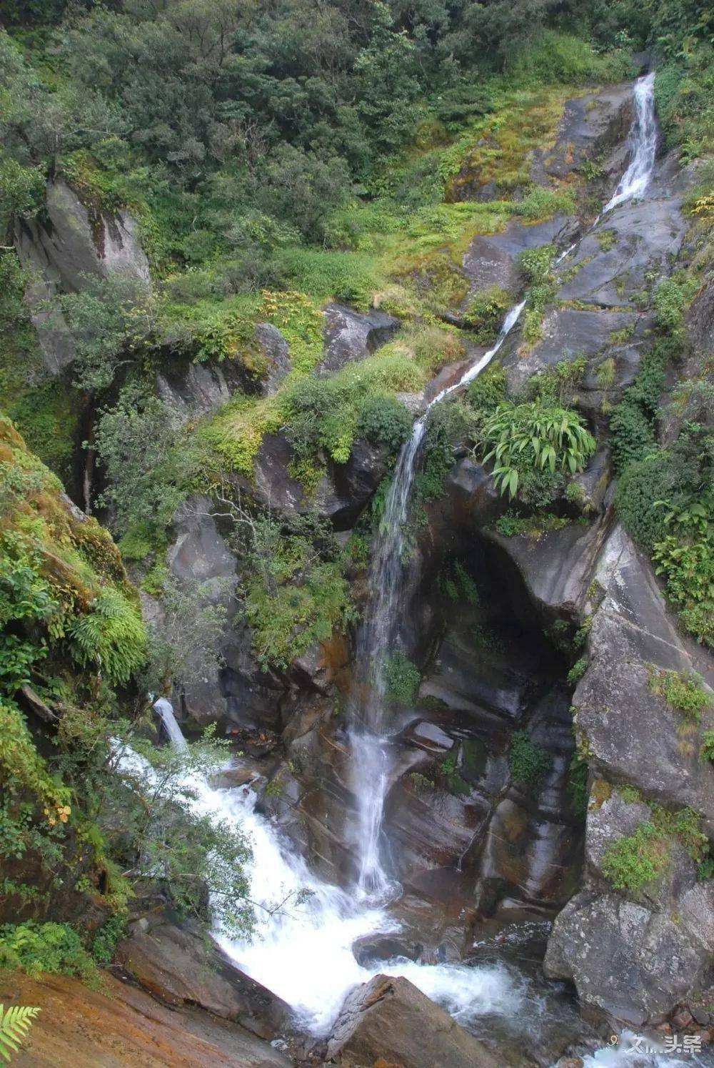 2022年鎮(zhèn)沅千家寨古樹(shù)春茶特點(diǎn)？