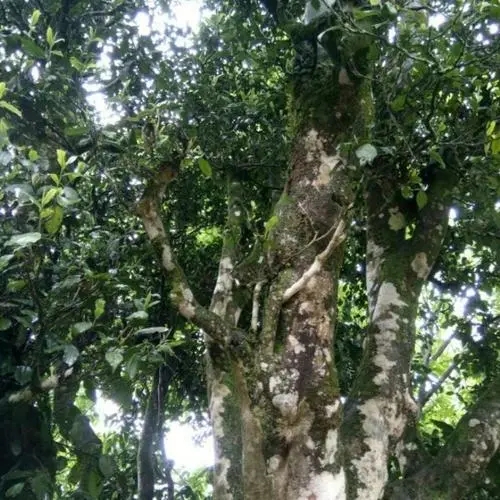 2022年鎮(zhèn)沅千家寨古樹(shù)春茶口感？