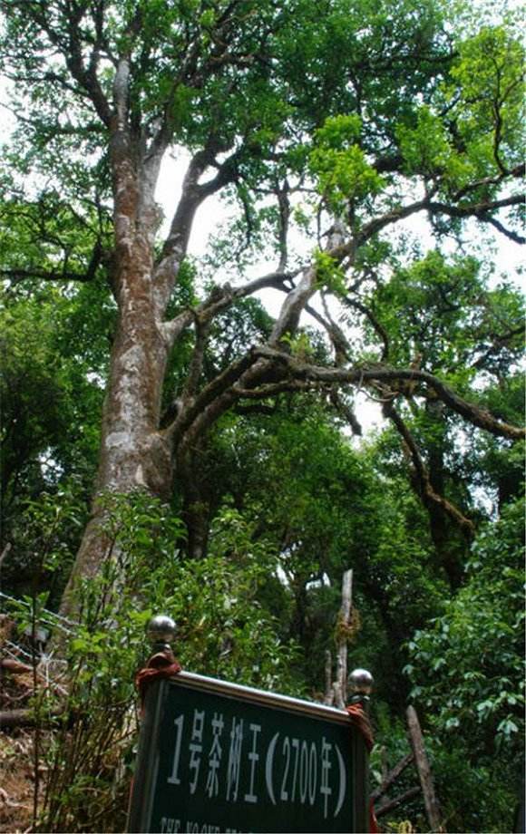 2022年鎮(zhèn)沅千家寨古樹(shù)春茶價(jià)格？