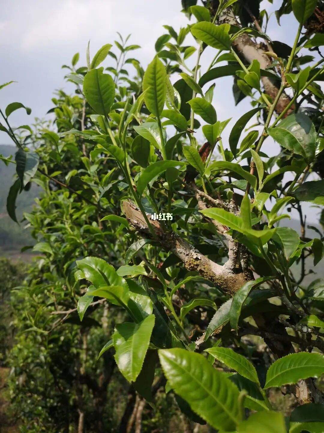 2022年寧洱擺尾箐古樹(shù)春茶口感？