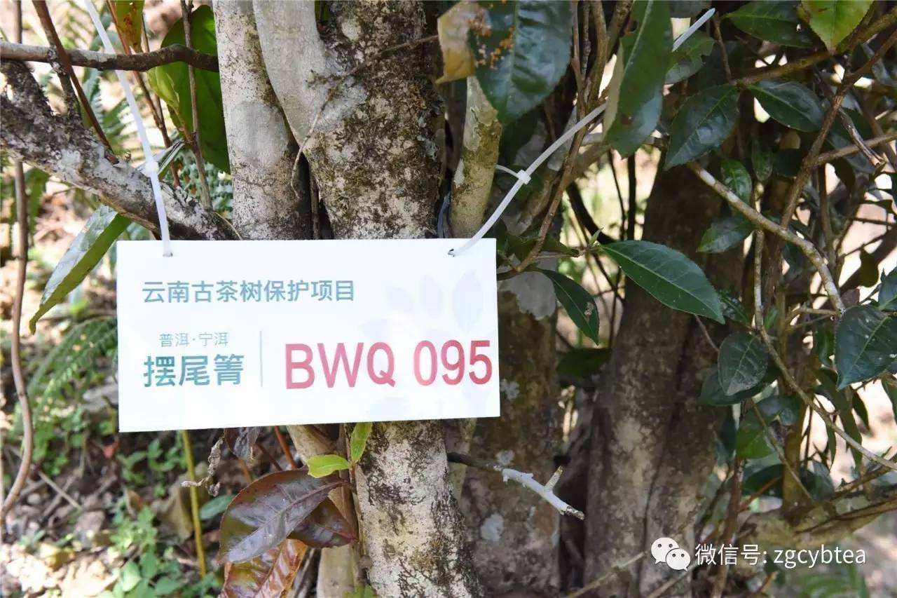 2022寧洱擺尾箐古樹(shù)春茶多少錢(qián)一公斤？