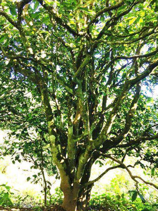 2022年這個(gè)春天，回到家鄉(xiāng)擺尾箐，與家人一起用心制茶！