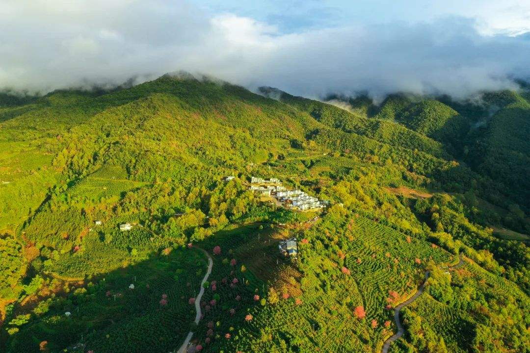 2022年困鹿山古樹春茶口感是什么？