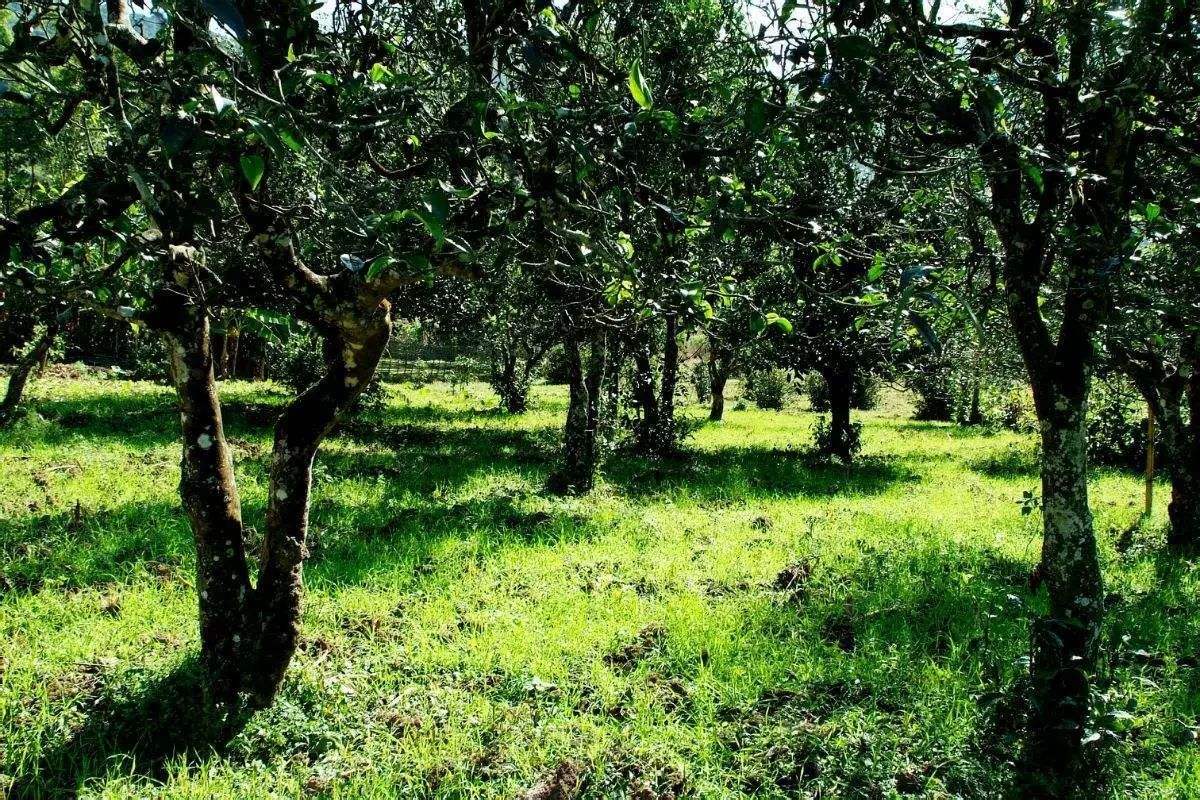 2022年困鹿山古樹(shù)春茶價(jià)格？