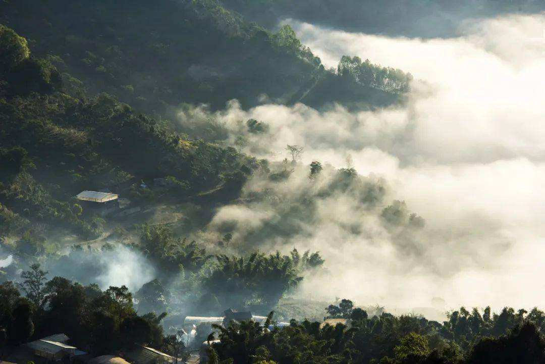 2022景邁山古樹(shù)春茶價(jià)格？