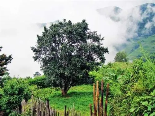 2022年邦威古樹(shù)春茶口感是什么？