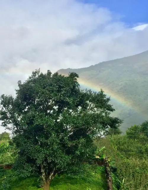 2022 年邦崴古樹春茶價(jià)格多少錢一公斤？