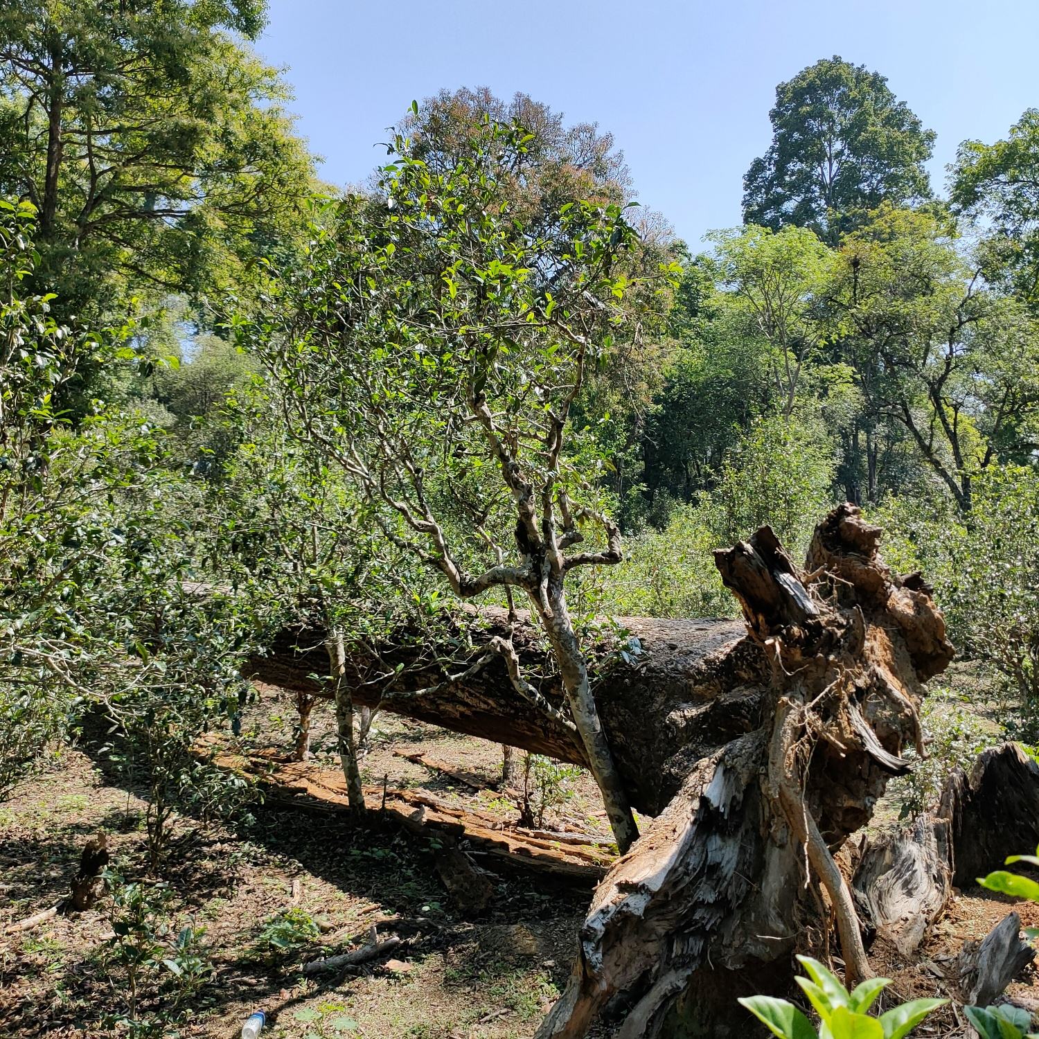 2022麻黑古樹春茶口感？