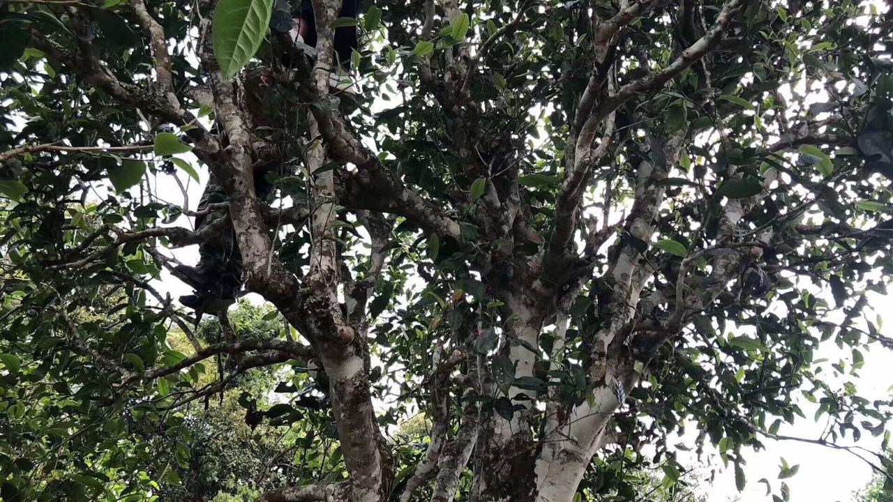 2022年麻黑古樹春茶價(jià)格？