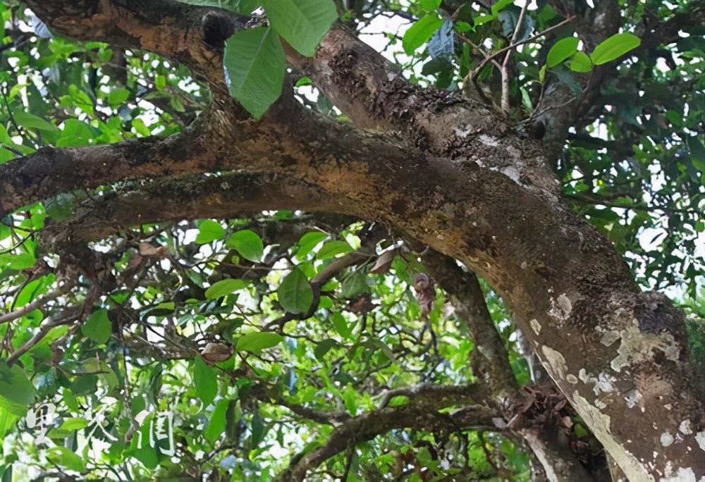 2022年繞開麻黑，你損失的將是半個(gè)易武